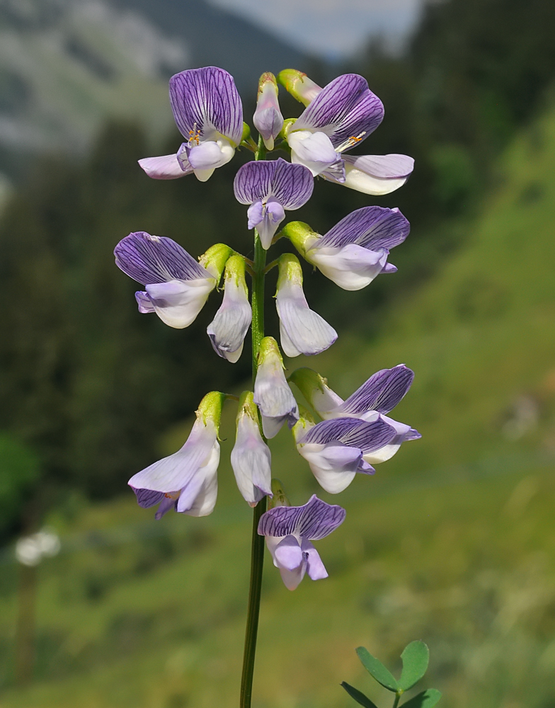 Vicia sylvatica