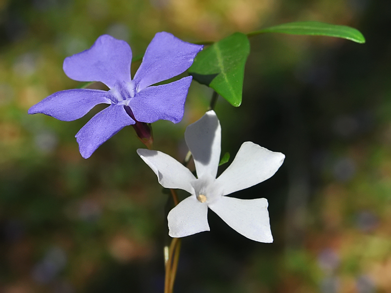 Vinca minor
