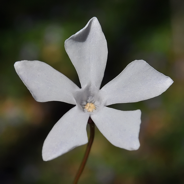 Vinca minor