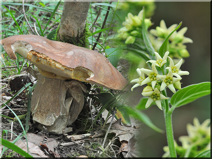 Boletus et Vincetoxicum