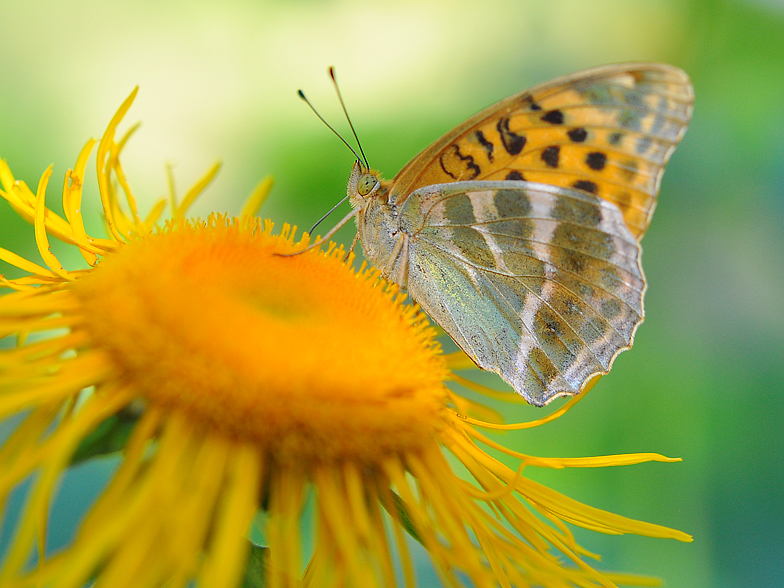 Argynnis paphia