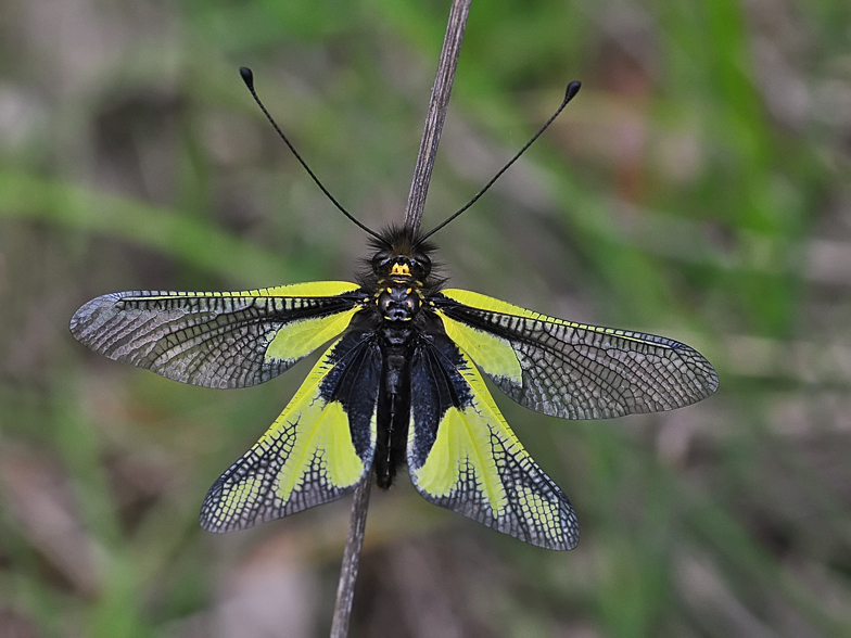 Libelloides coccajus