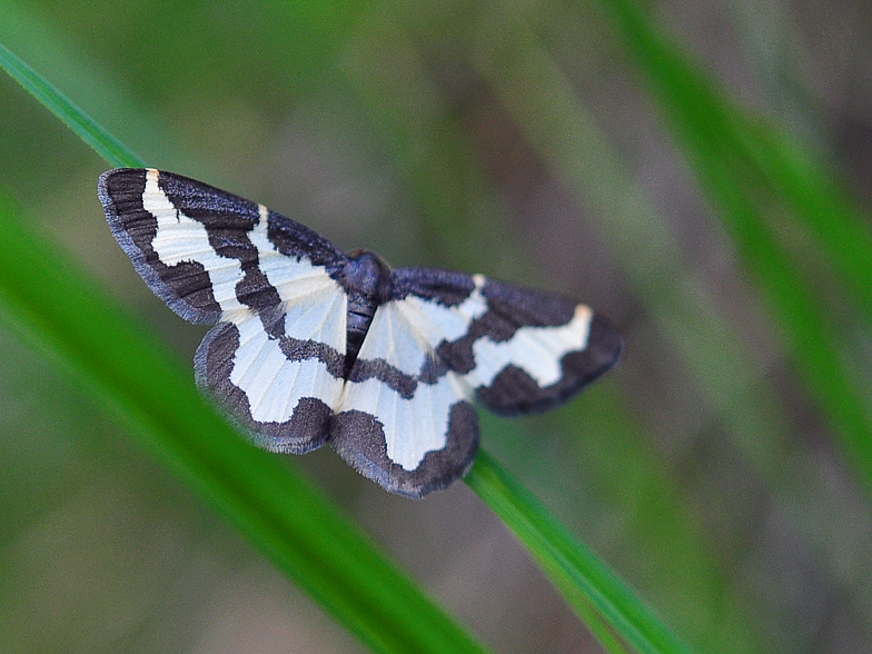 Lomaspilis marginata