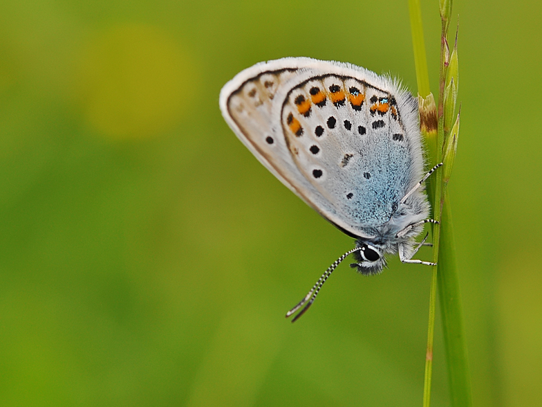 Plebejus argus
