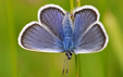 Plebejus argus