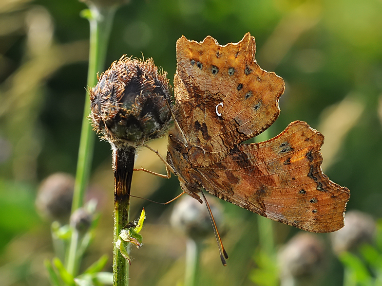Polygonia c-album