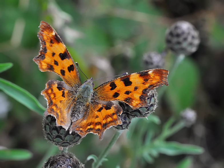 Polygonia c-album