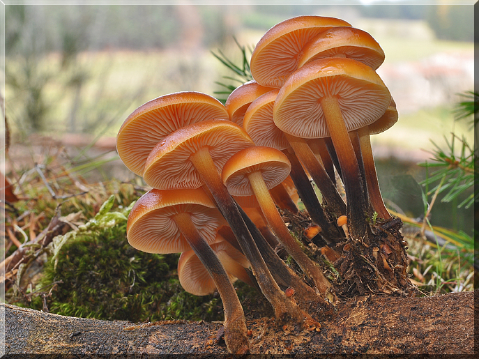 Flammulina velutipes