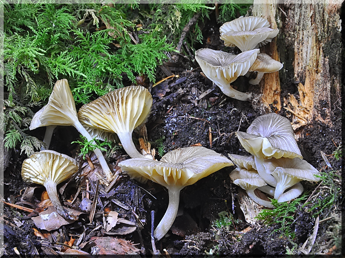 Gerronema xanthophyllum