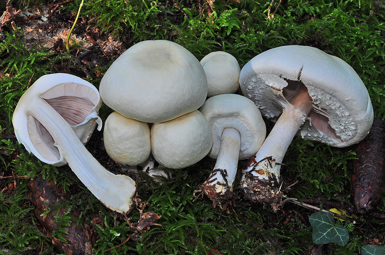 Agaricus silvicola