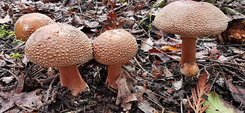 Amanita rubescens