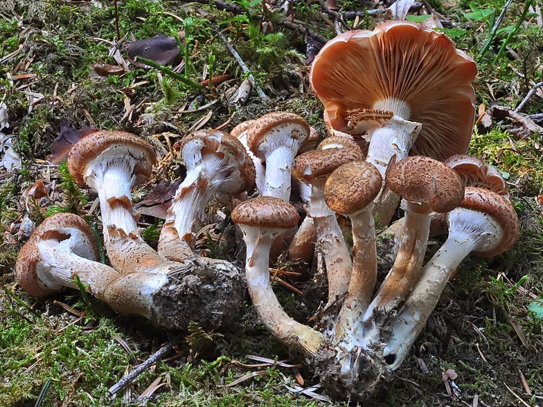 Armillaria ostoyae