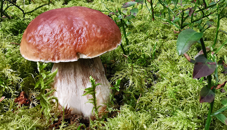 Boletus edulis