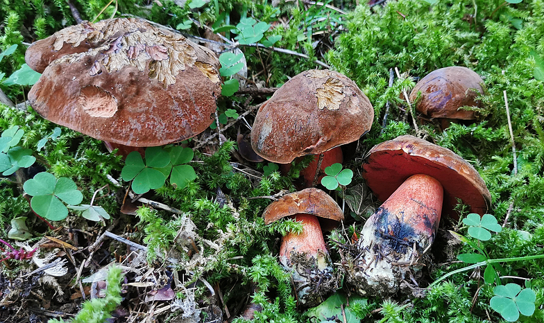 Boletus erythropus