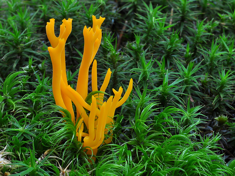 Calocera viscosa