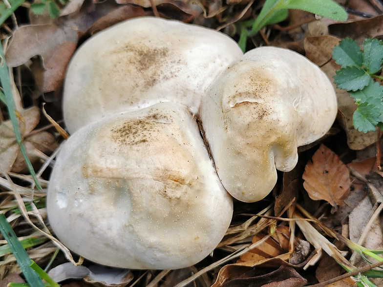 Calocybe gambosa