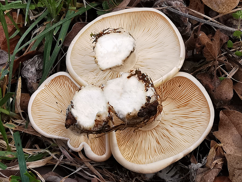 Calocybe gambosa