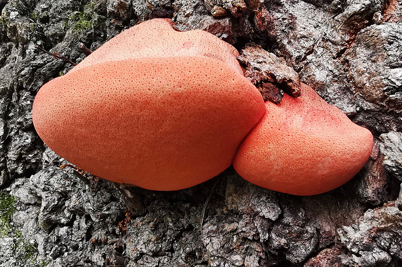 Fistulina hepatica Soral