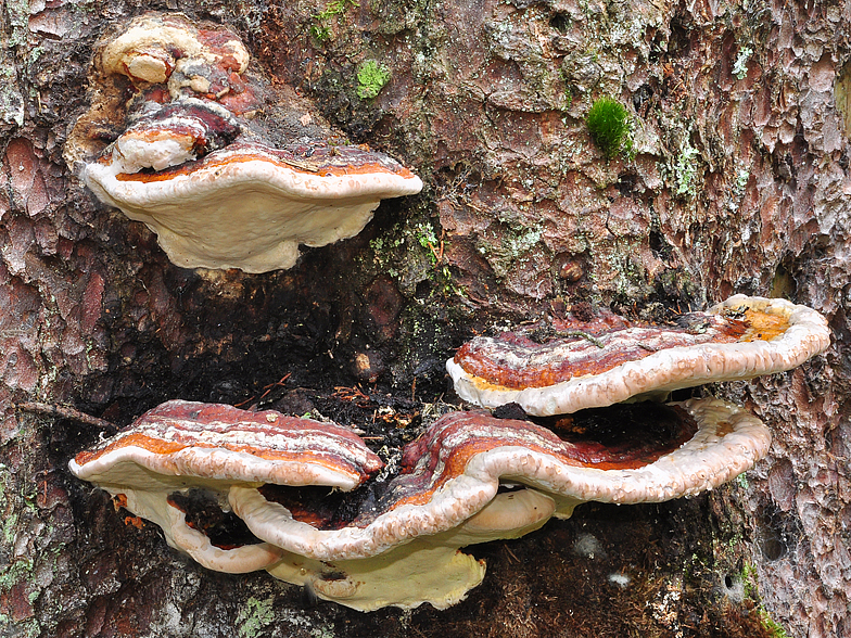 Fomitopsis pinicola