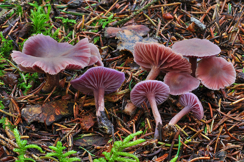 Laccaria amethystea