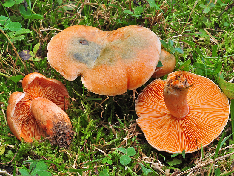 Lactarius deterrimus