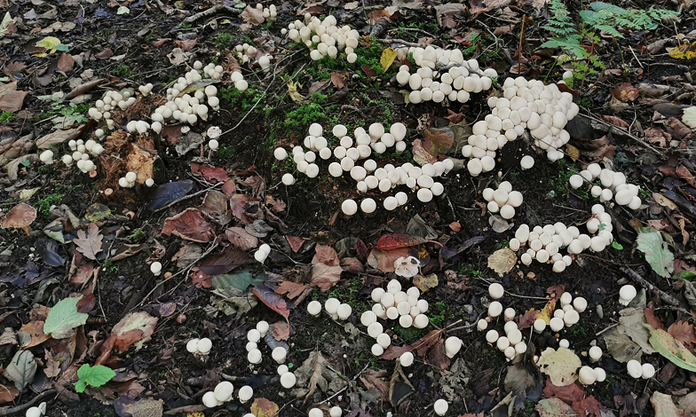 Lycoperdon piriforme