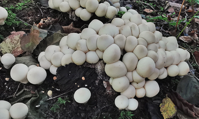 Lycoperdon piriforme