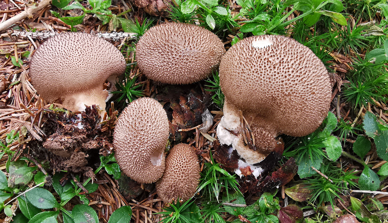 Lycoperdon umbrinum