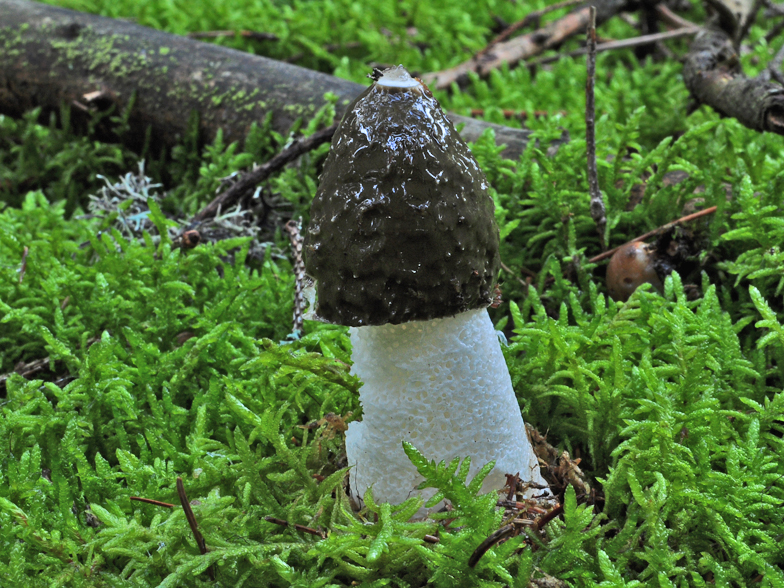 Phallus impudicus