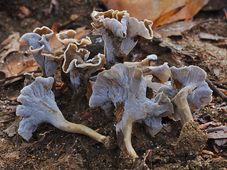 Pseudocraterellus sinuosus