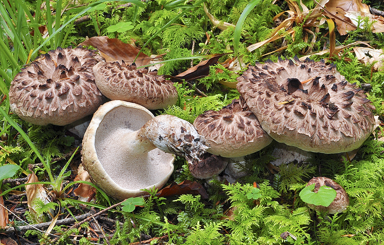Sarcodon imbricatus