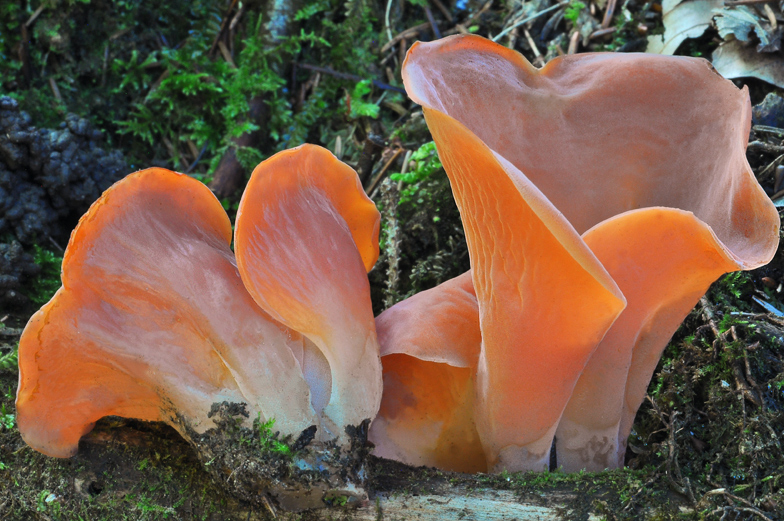 Tremiscus helvelloides