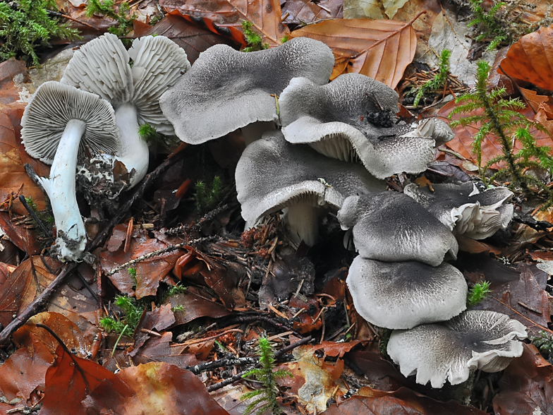 Tricholoma orirubens