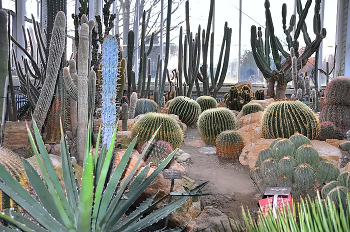 Geneve Jardin Botanique serre cactus