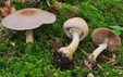 Agaricus comtulus