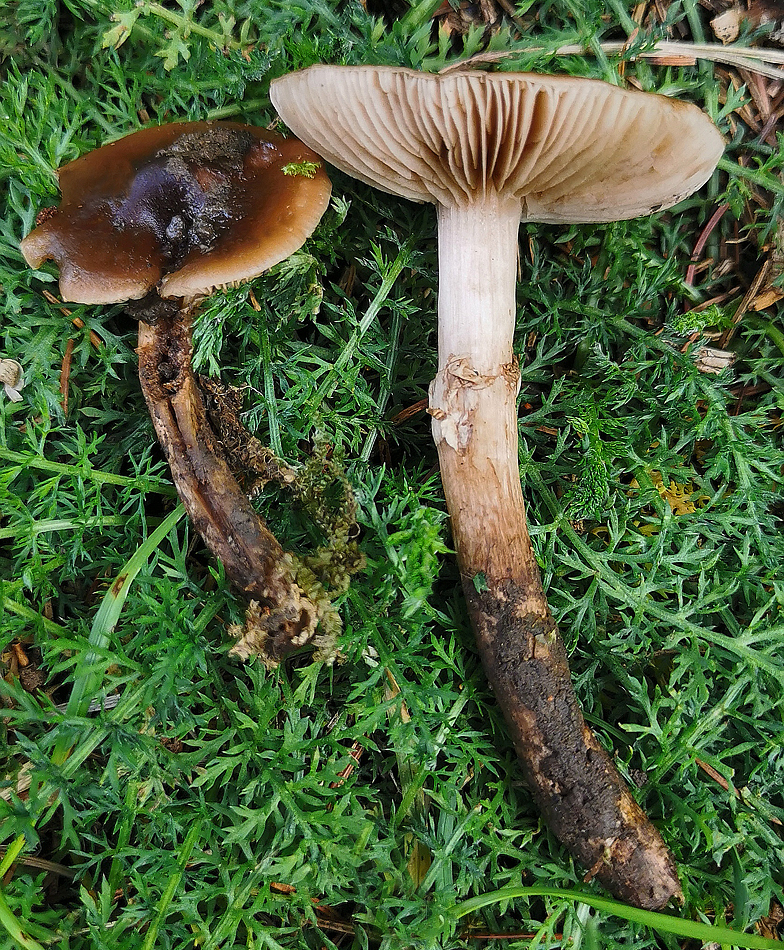 Agrocybe erebia