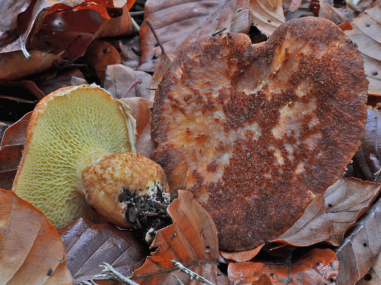 Boletinus cavipes