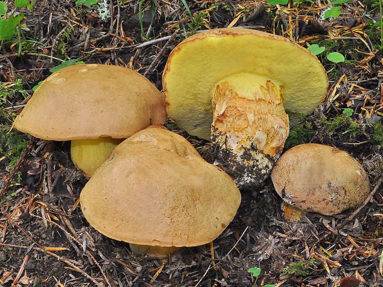Boletus subappendiculatus