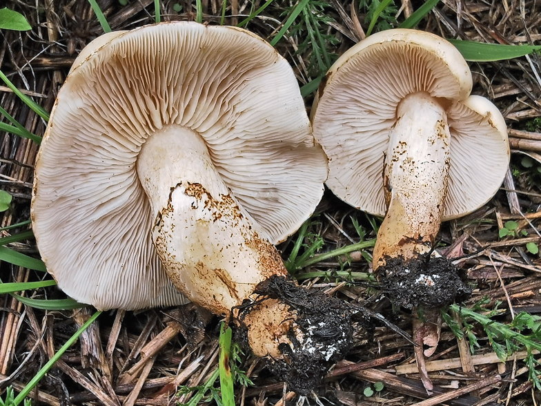 Chamaemyces fracidus