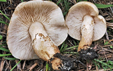 Chamaemyces fracidus