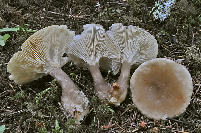 Clitocybe clavipes