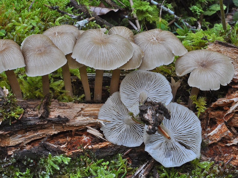 Clitocybula lacerata