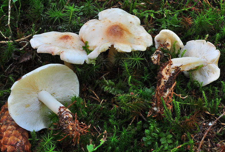 Collybia maculata