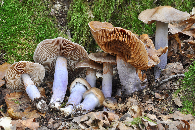 Cortinarius elatior