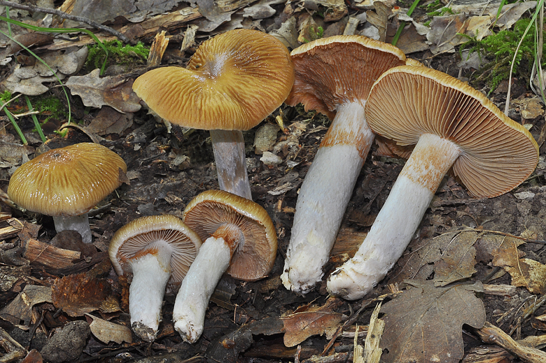 Cortinarius elatior