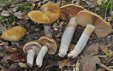 Cortinarius elatior