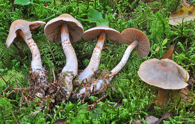 Cortinarius spilomeus 2