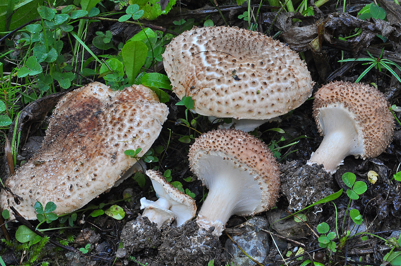 Echinoderma aspera