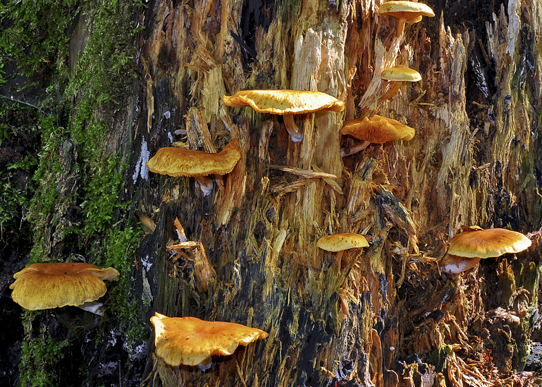 Gymnopilus penetrans