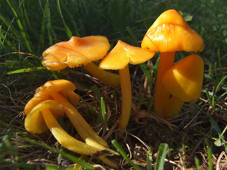 Hygrocybe konradii